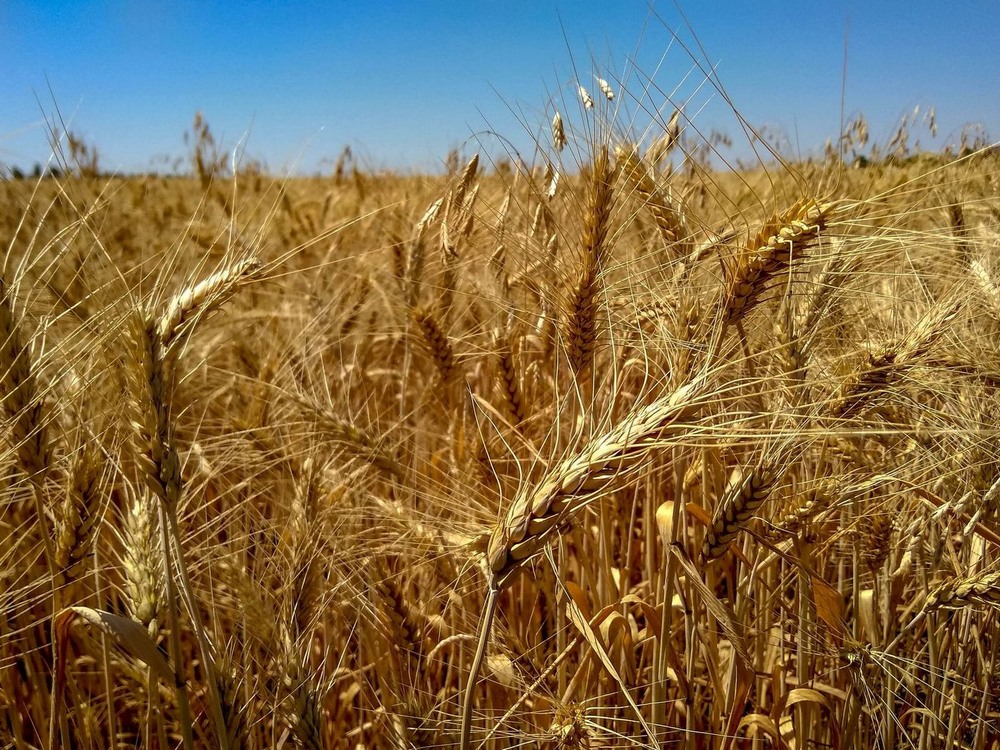 Фотографія Хліб / Виталий Талисман / photographers.ua