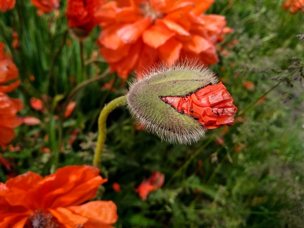 Фотографія Весна, маки / Виталий Талисман / photographers.ua
