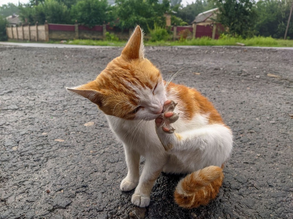 Фотографія Рудий чистюля / Виталий Талисман / photographers.ua