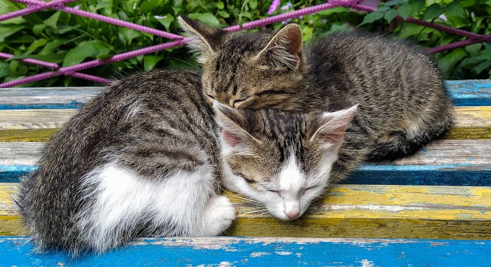 Фотографія Справжня любов / Виталий Талисман / photographers.ua