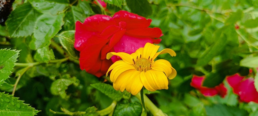 Фотографія Спогади про літо / Виталий Талисман / photographers.ua