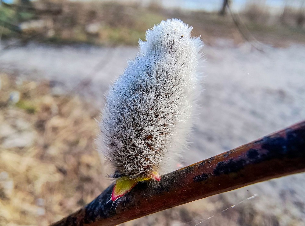 Фотографія Весняний котик / Виталий Талисман / photographers.ua