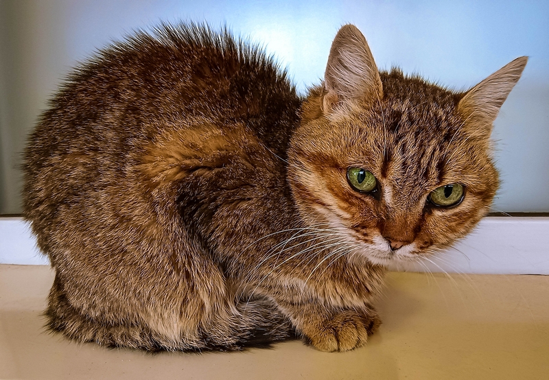 Фотографія Їжачок / Виталий Талисман / photographers.ua