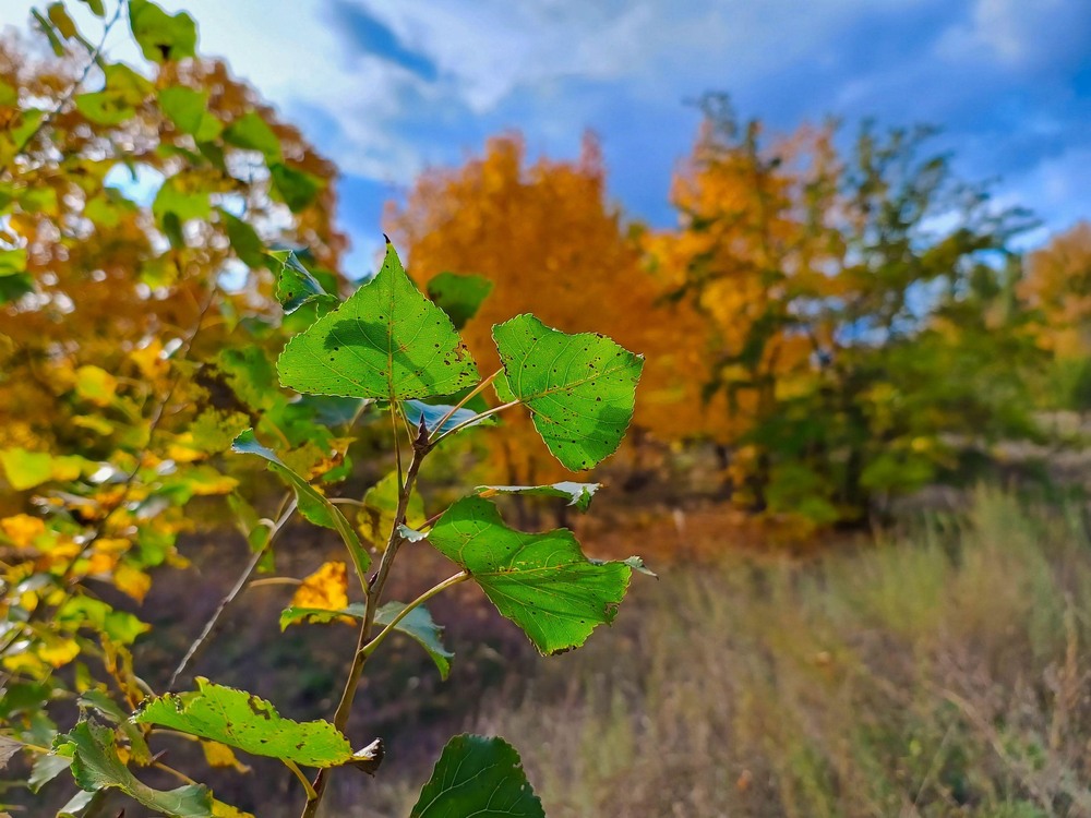 Фотографія Дуже красива осінь цього року / Виталий Талисман / photographers.ua