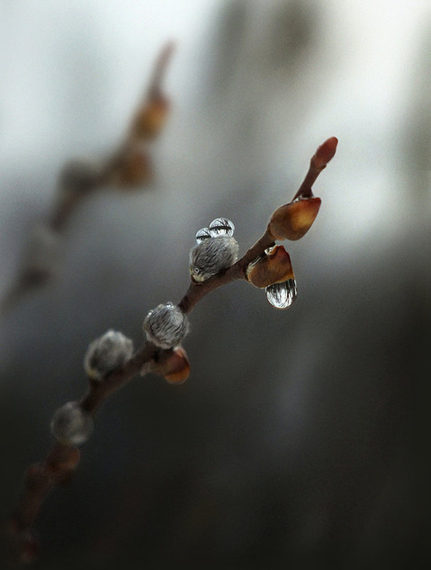 Фотографія слёзы по зиме :-) / Тетяна Чирва / photographers.ua