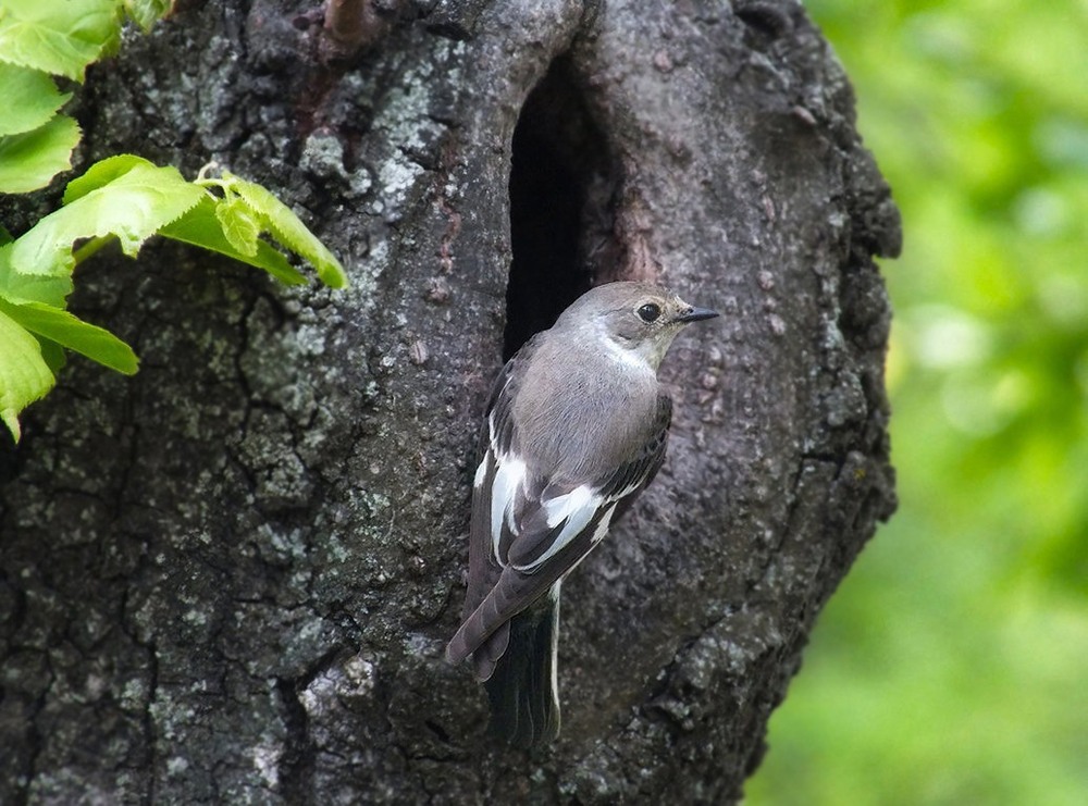 Фотографія Мухоловка -белошейка (Мухоловка білошия), самка у гнезда / Тетяна Чирва / photographers.ua