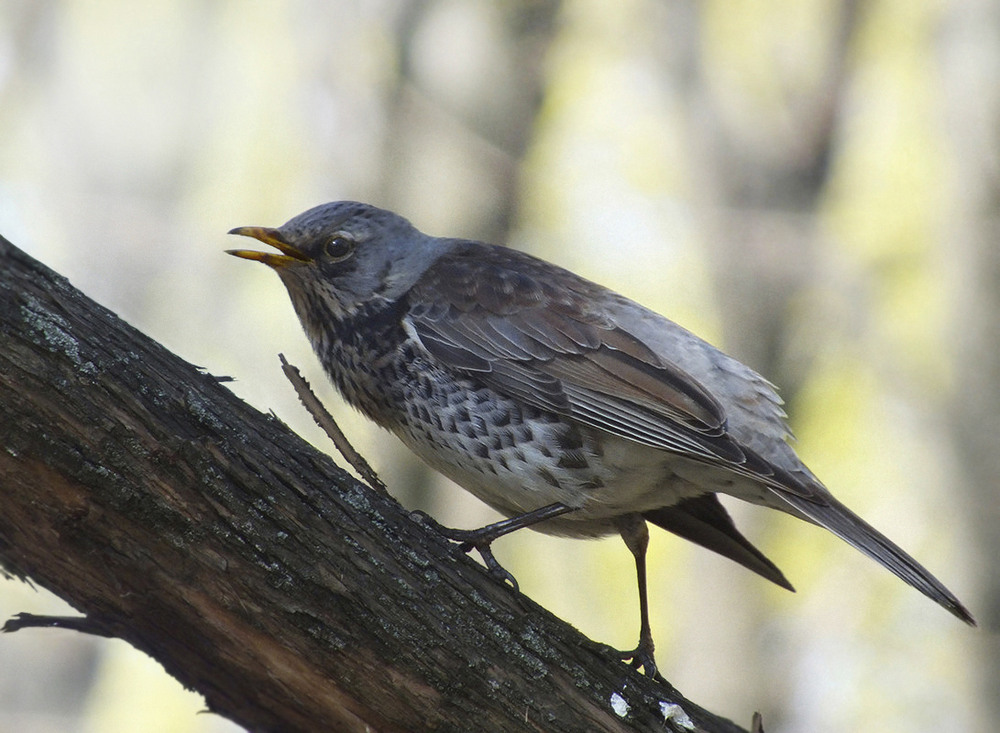 Фотографія Дрозд-рябинник (дрізд-чикотень)-2 / Тетяна Чирва / photographers.ua