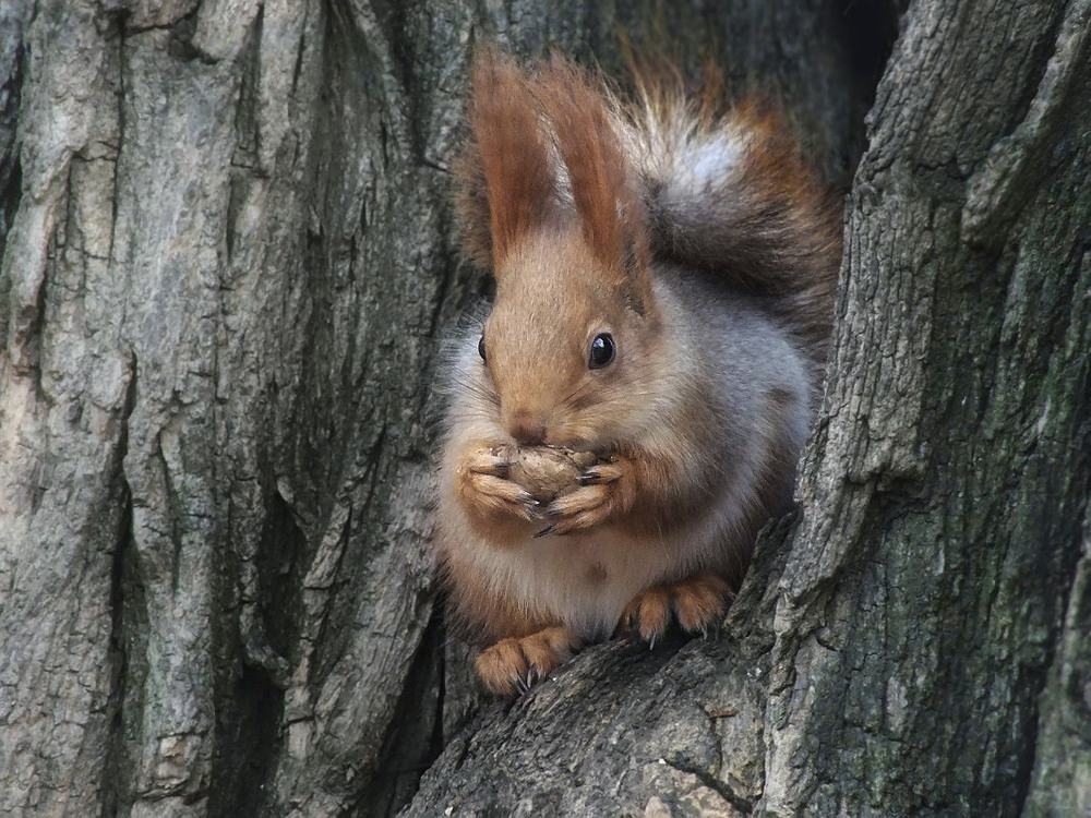 Фотографія *** / Тетяна Чирва / photographers.ua