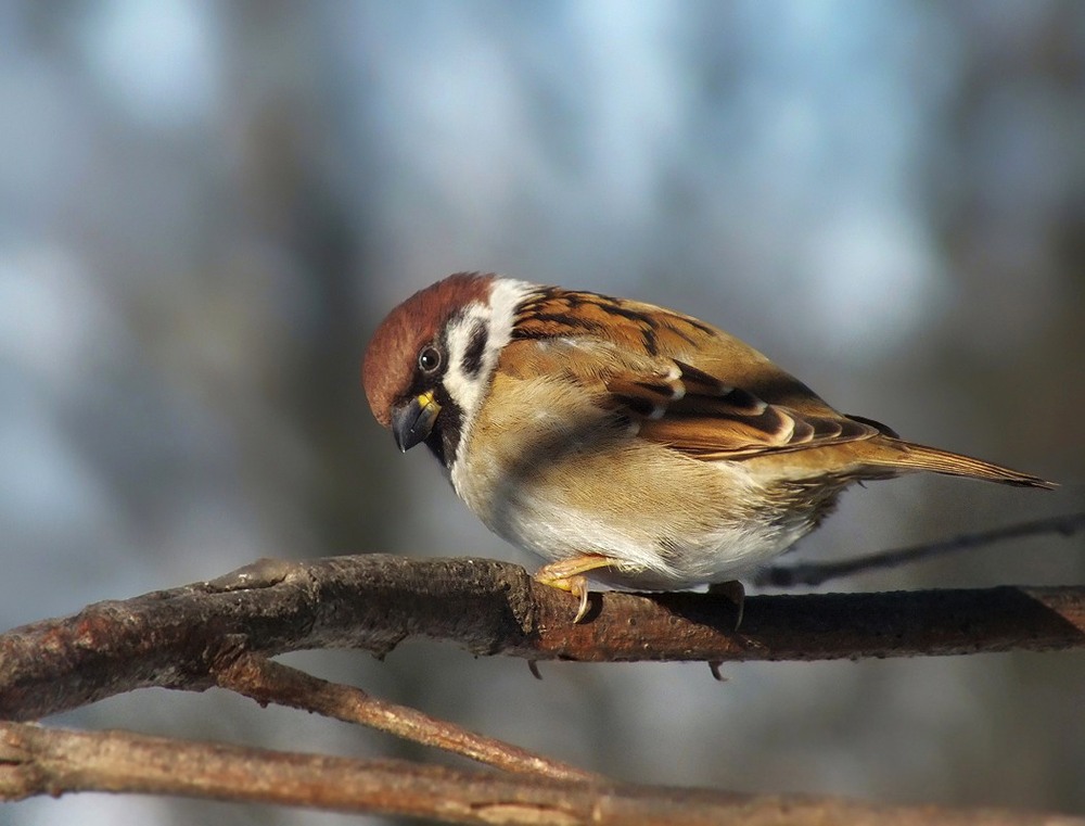 Фотографія просто воробей :-) / Тетяна Чирва / photographers.ua