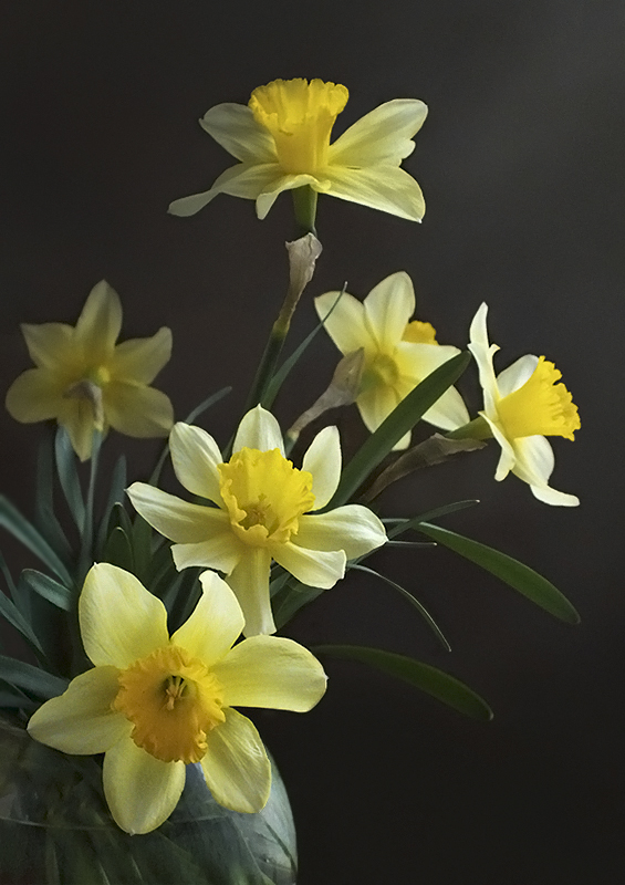 Фотографія зі святом весни / Тетяна Чирва / photographers.ua