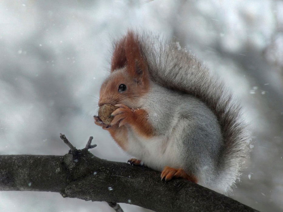 Фотографія +++ / Тетяна Чирва / photographers.ua