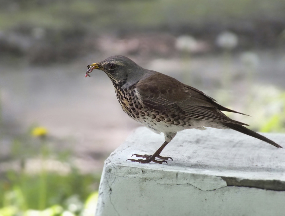 Фотографія Дрозд-рябинник  (дрізд-чикотень) / Тетяна Чирва / photographers.ua