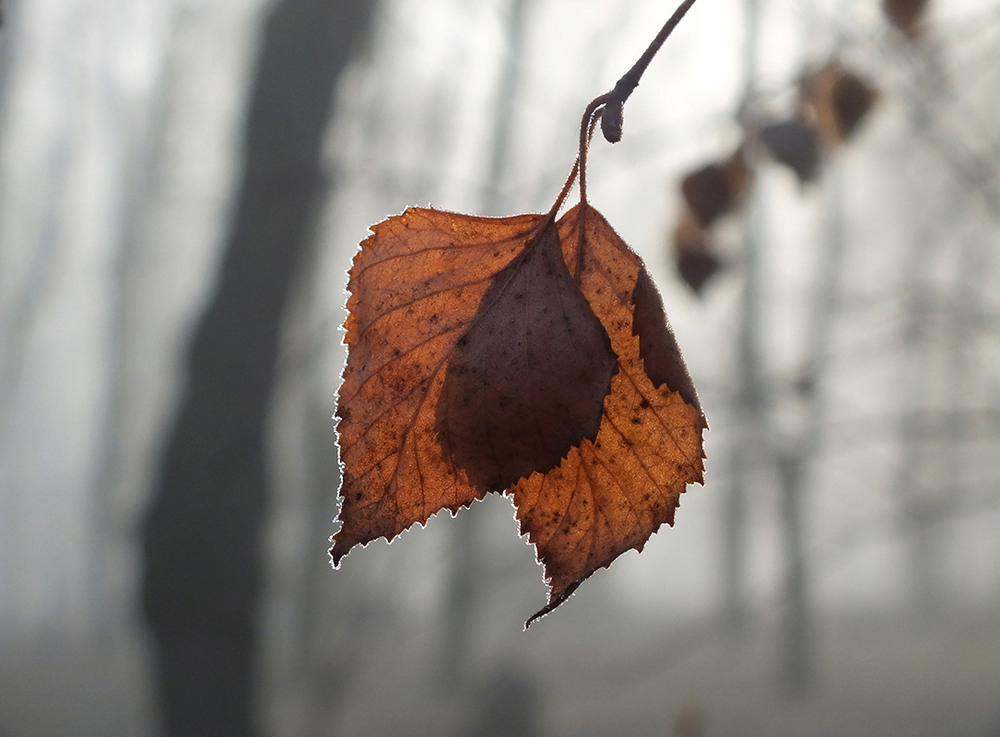 Фотографія останні / Тетяна Чирва / photographers.ua