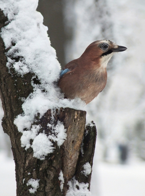 Фотографія Сойка (2) / Тетяна Чирва / photographers.ua