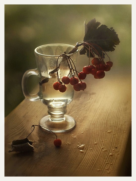 Фотографія с боярышником / Тетяна Чирва / photographers.ua