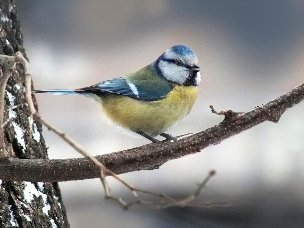 Фотографія Лазоревка (блакитна синиця ) / Тетяна Чирва / photographers.ua