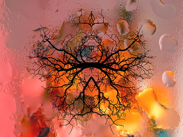 Фотографія Кольорові абстракції сухого дерева / Микола Огородник / photographers.ua