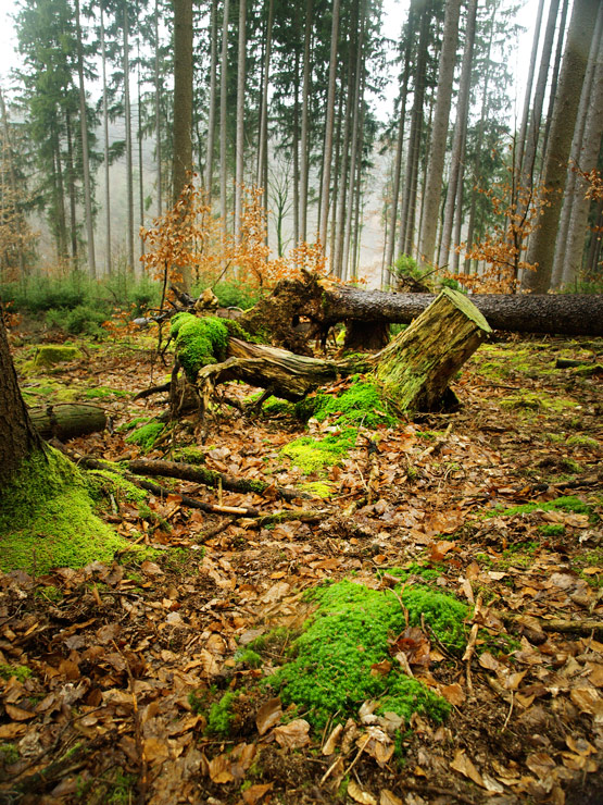 Фотографія *** / natalia schuchardt / photographers.ua