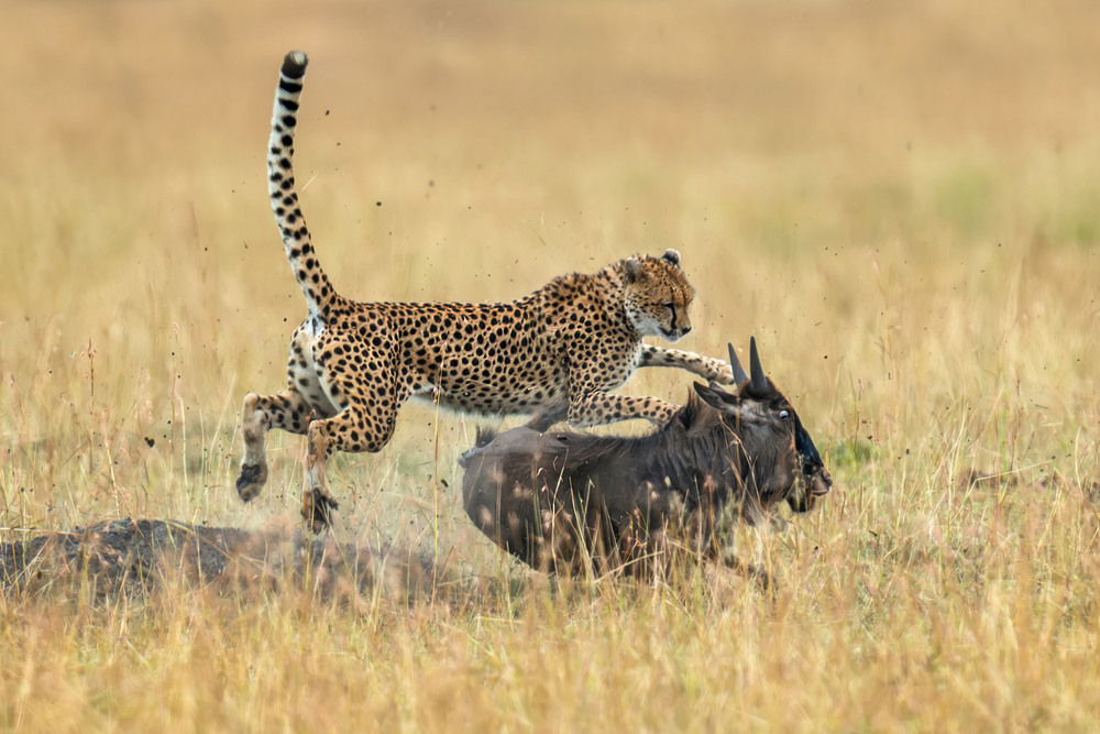 Фотографія Полювання / Бурдяк Володимир / photographers.ua