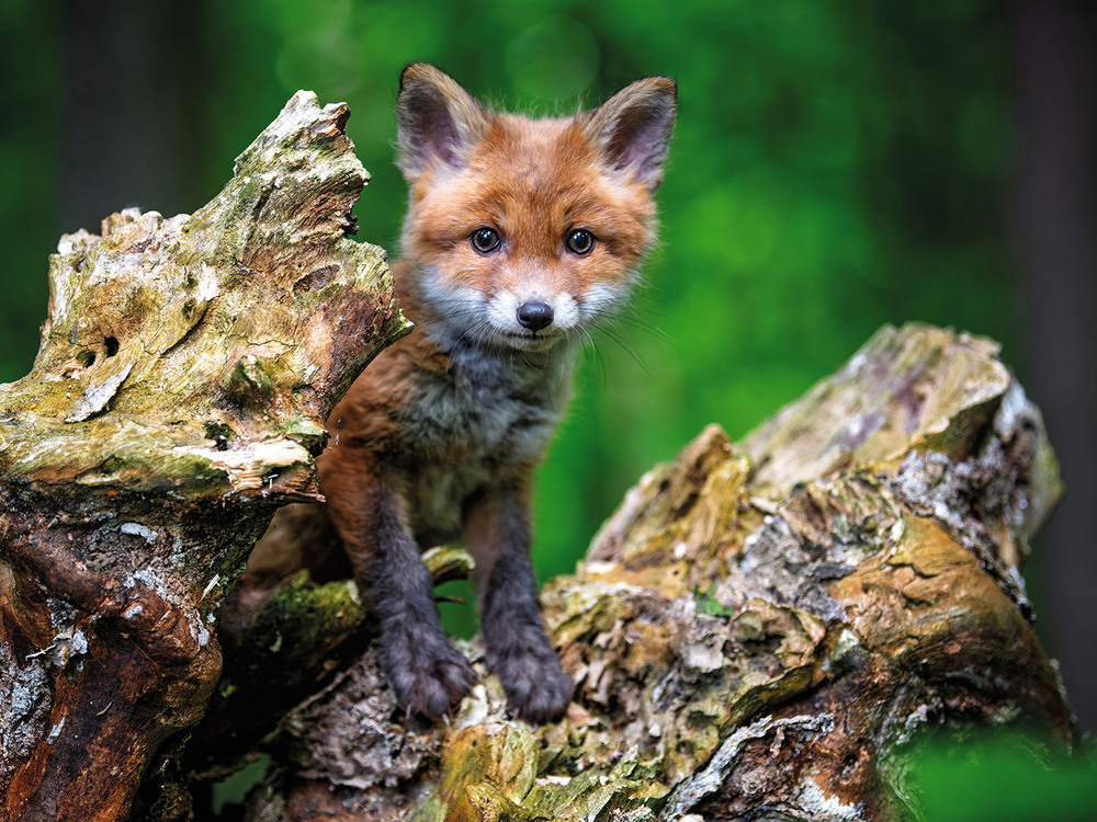 Фотографія Лисеня / Бурдяк Володимир / photographers.ua