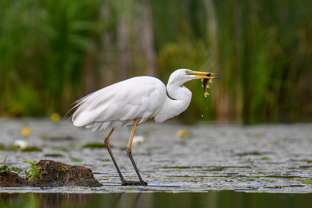 Фотографія Чапля / Бурдяк Володимир / photographers.ua