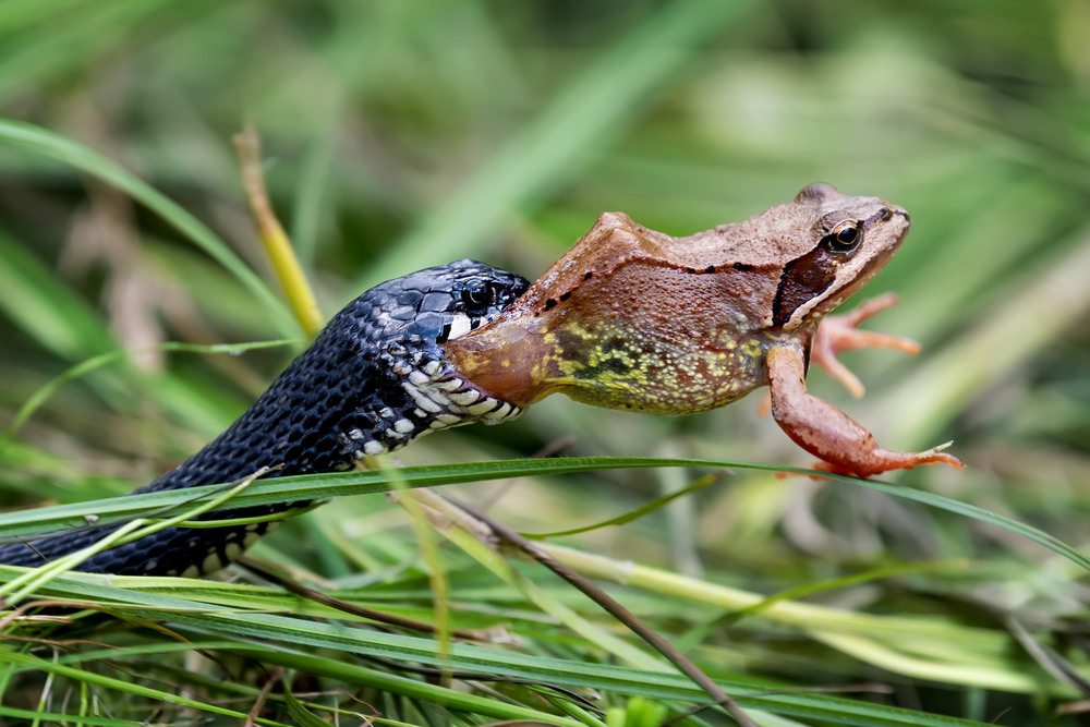 Фотографія Обід... / Бурдяк Володимир / photographers.ua