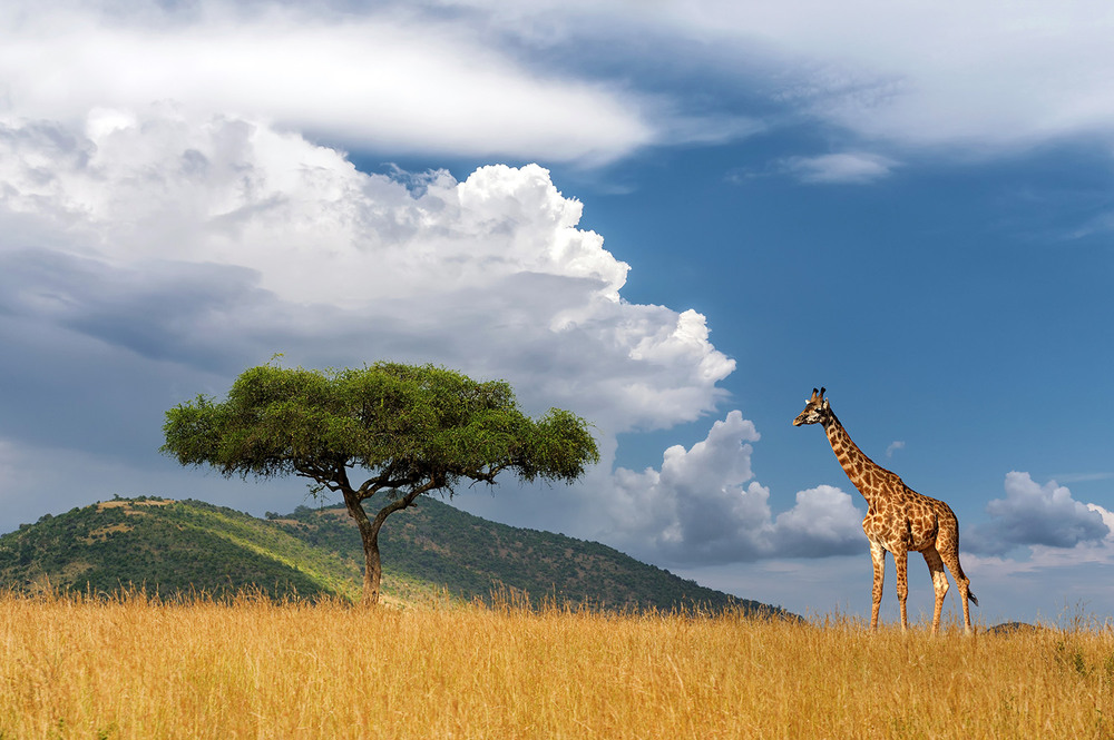 Фотографія Жираф / Бурдяк Володимир / photographers.ua