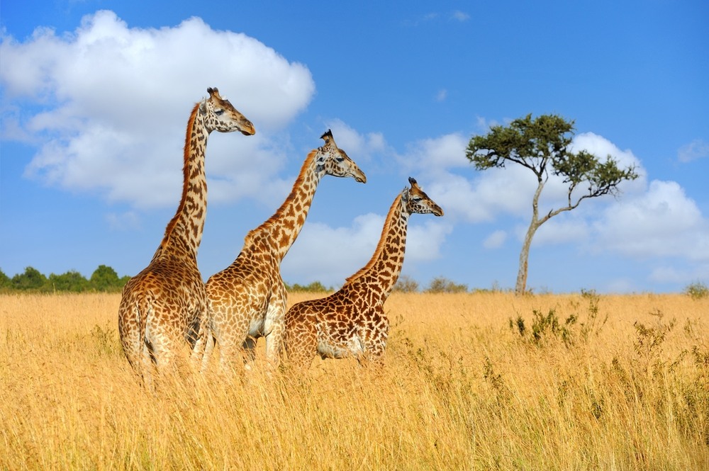 Фотографія Жирафи / Бурдяк Володимир / photographers.ua