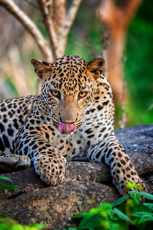 Фотографія Леопард / Бурдяк Володимир / photographers.ua