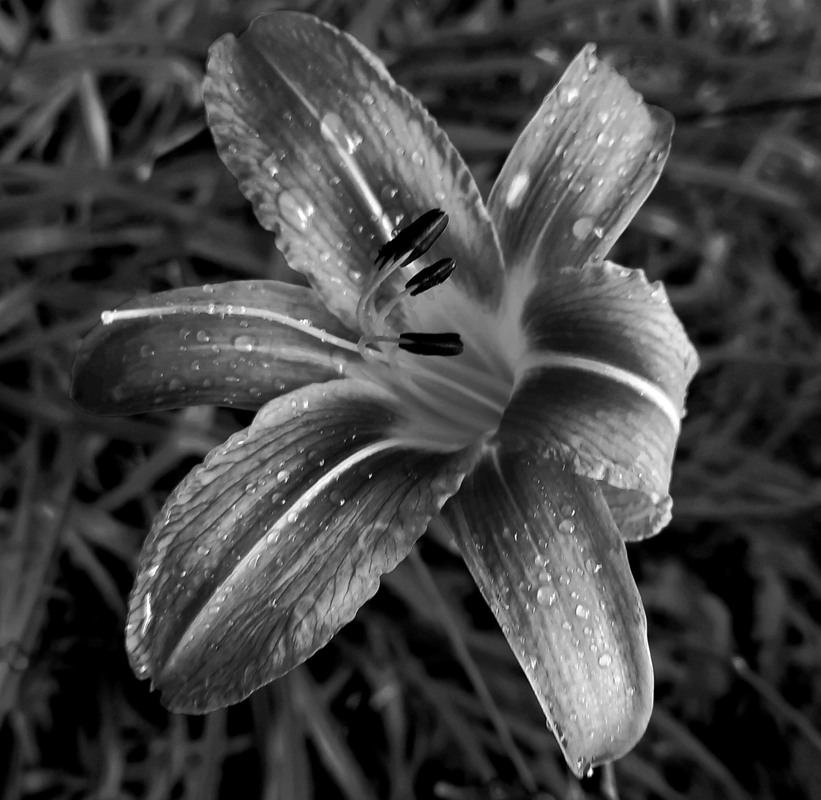 Фотографія Разное / Akila / photographers.ua