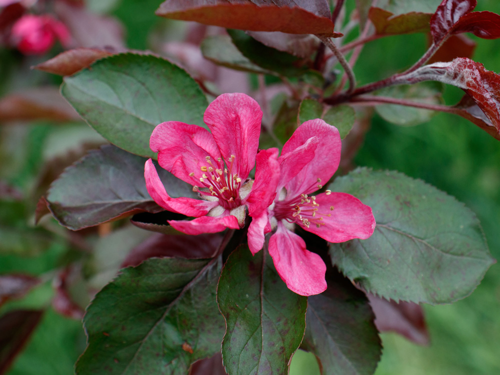 Фотографія Декоративна яблуня Malus Royalty / George Shevchenko / photographers.ua