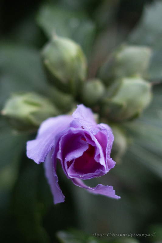 Фотографія Надзвичайна. / Svitlana Kul / photographers.ua