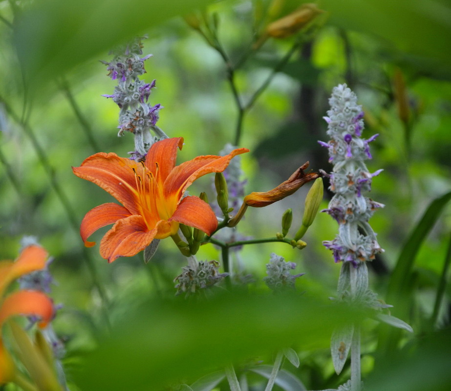 Фотографія Яскравий акцент природи / Ольга Алферова / photographers.ua