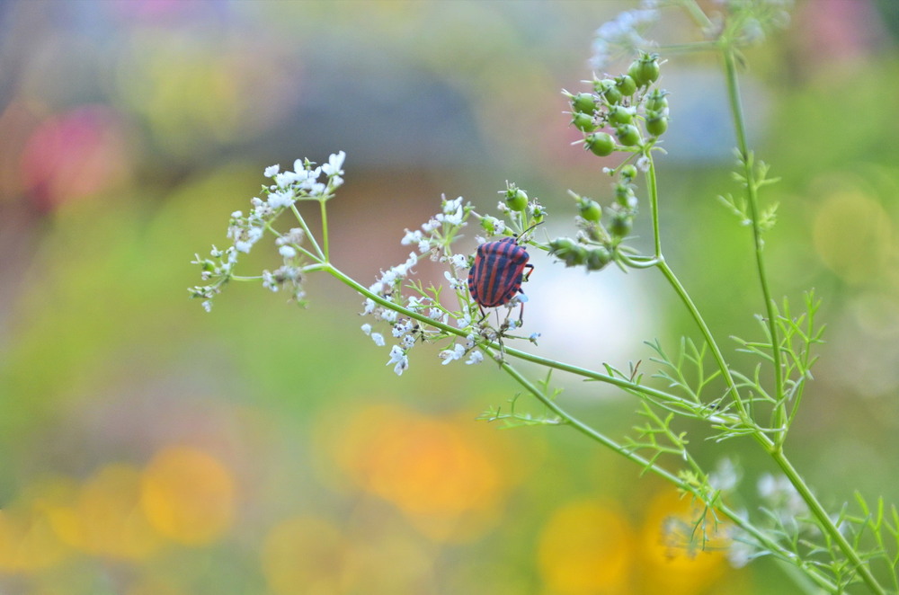 Фотографія Цікаве забарвлення / Ольга Алферова / photographers.ua