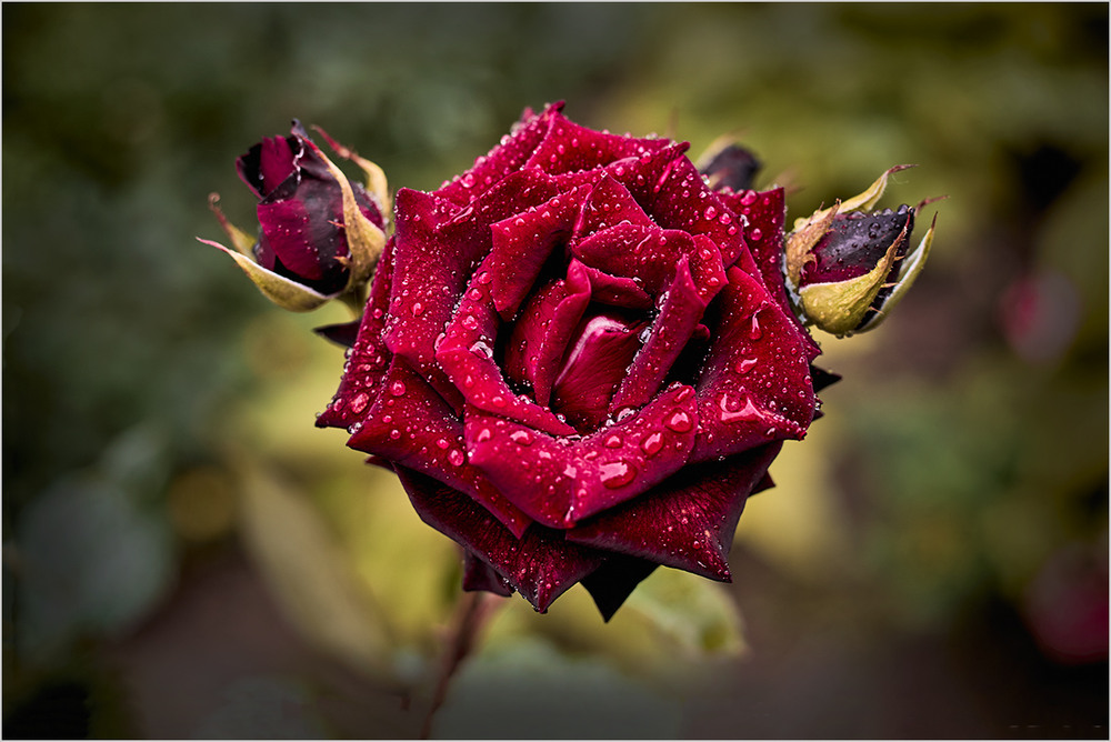 Фотографія ТРОЯНДА / Виктор Ревуцкий / photographers.ua