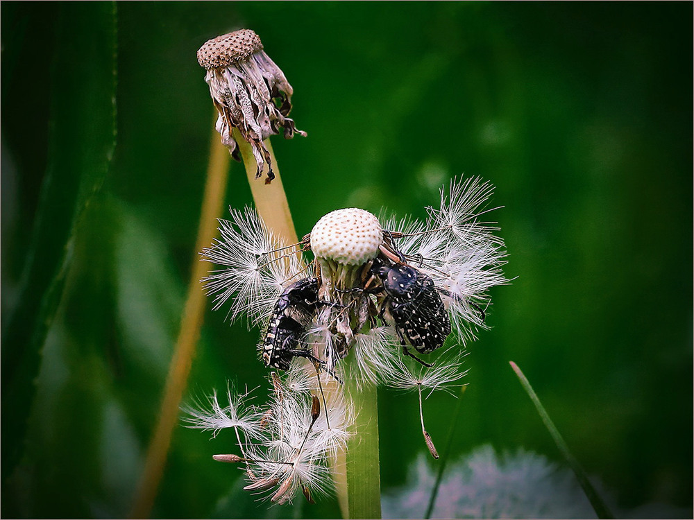 Фотографія Свято Весни Наближається! / Вiктор Ревуцький / photographers.ua