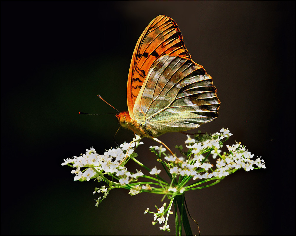 Фотографія Лісова Красуня. / Вiктор Ревуцький / photographers.ua