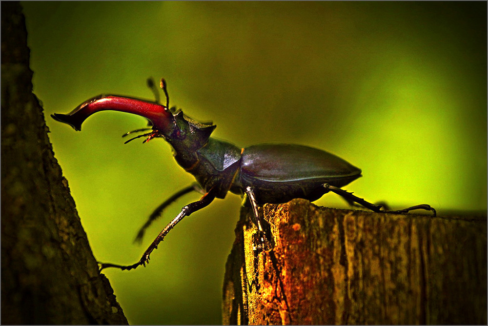 Фотографія До Молодиці / Вiктор Ревуцький / photographers.ua