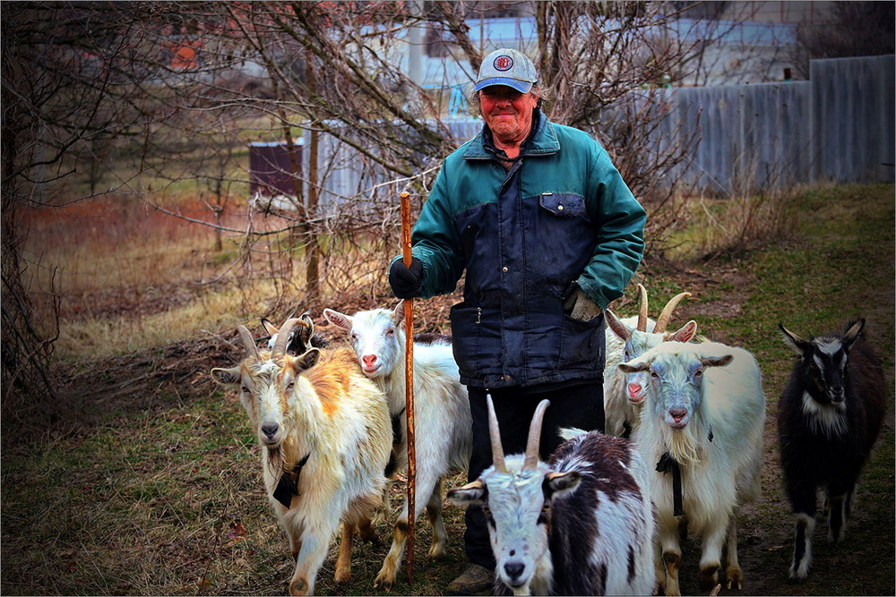 Фотографія Самотній пастух воєнного часу. / Вiктор Ревуцький / photographers.ua