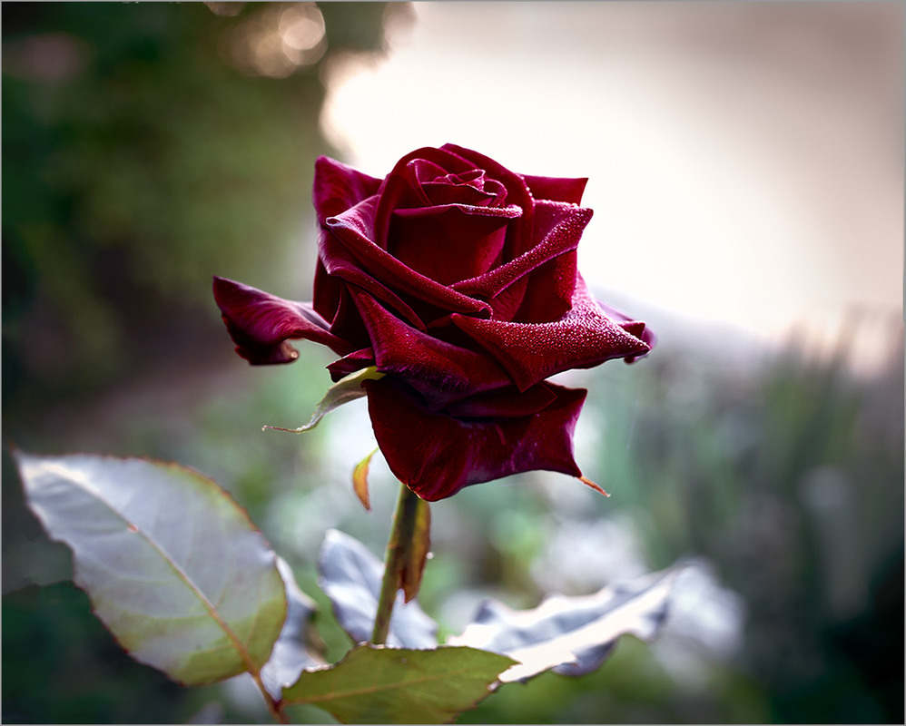 Фотографія Ми пам'ятаємо тих, хто загинув за Україну! / Вiктор Ревуцький / photographers.ua