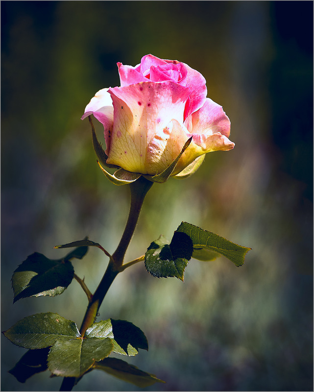 Фотографія Дівоча самотність / Вiктор Ревуцький / photographers.ua