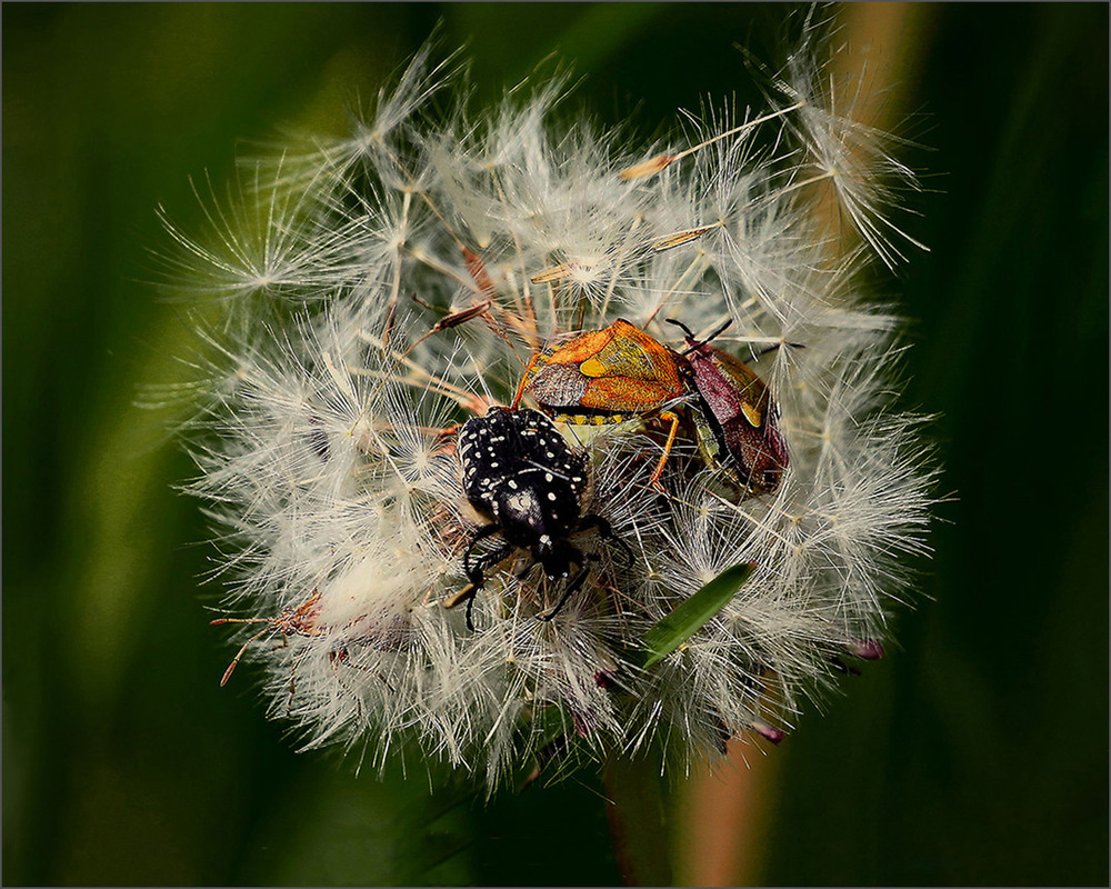 Фотографія Третій – зайвий! / Вiктор Ревуцький / photographers.ua