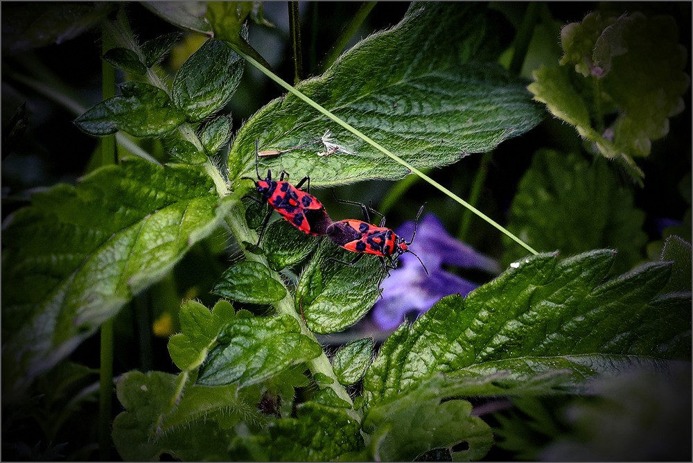 Фотографія Знову про Секс... / Вiктор Ревуцький / photographers.ua