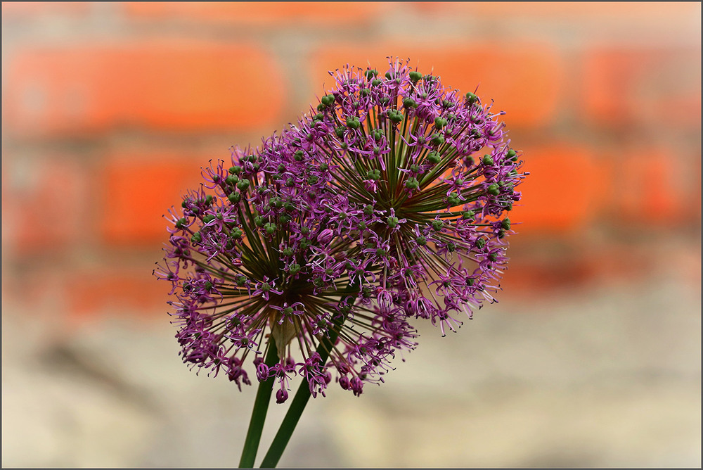Фотографія Молодість у кожного минає, а кохання — інша справа. / Вiктор Ревуцький / photographers.ua