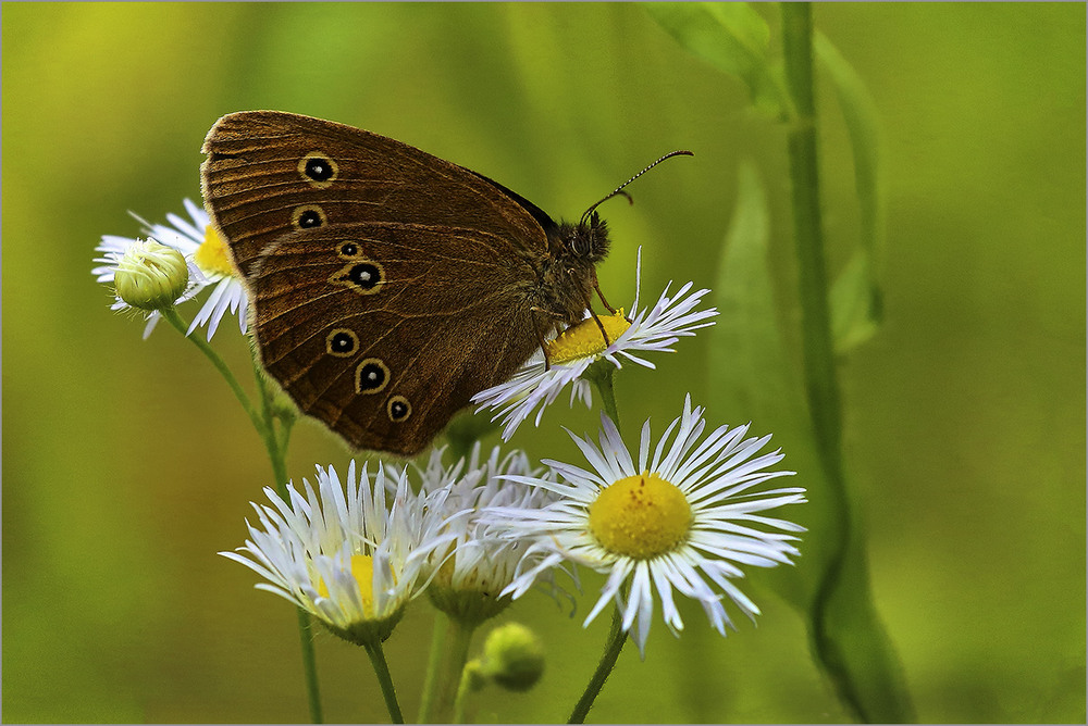 Фотографія Мирний ранок / Вiктор Ревуцький / photographers.ua