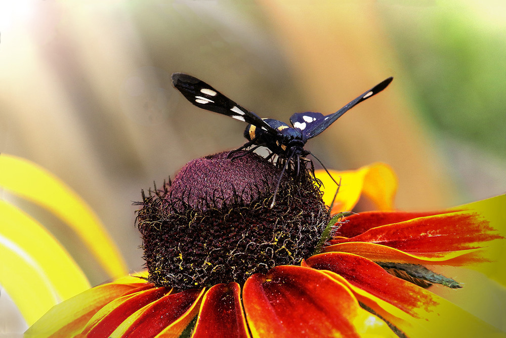 Фотографія Осіння казочка. / Вiктор Ревуцький / photographers.ua