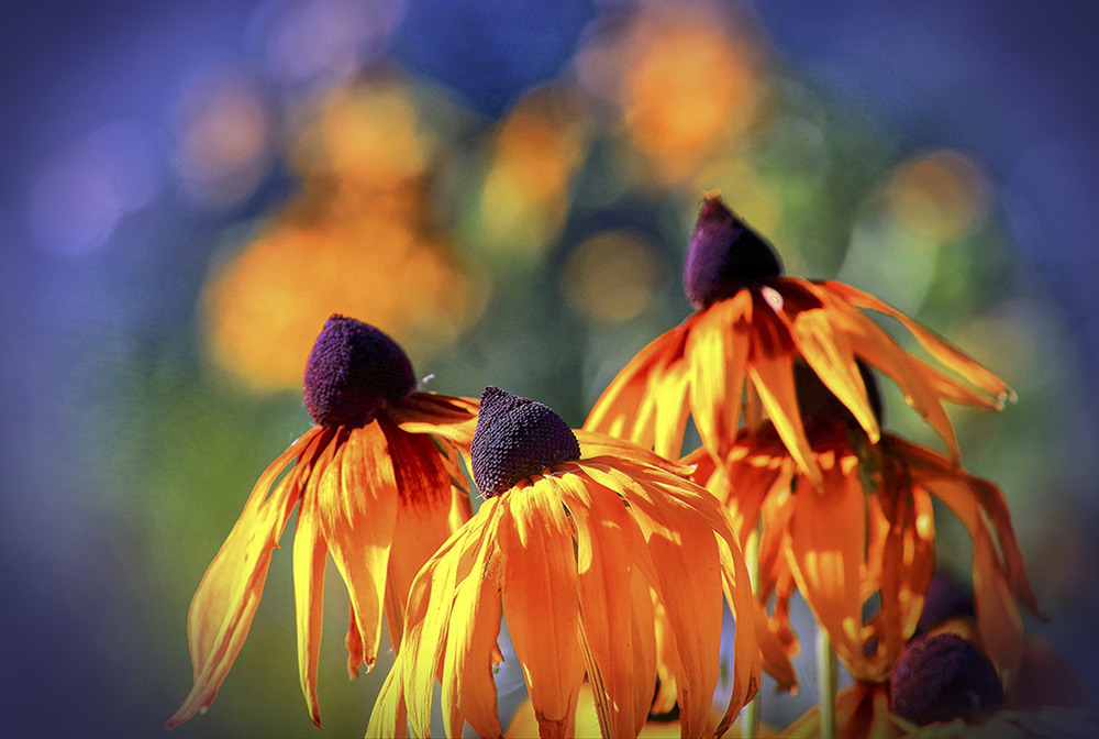 Фотографія Армія квіткових дронів / Вiктор Ревуцький / photographers.ua