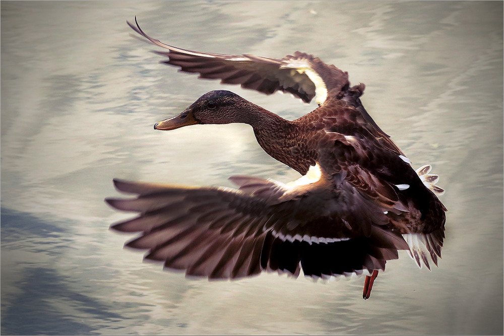 Фотографія Тактичне приземлення. / Вiктор Ревуцький / photographers.ua