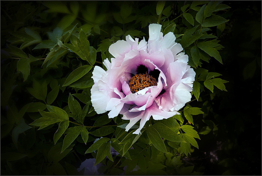 Фотографія Забутий голос тиші. / Вiктор Ревуцький / photographers.ua