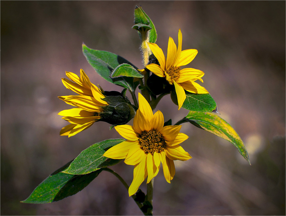 Фотографія Чарівна осінь, немов казка. / Вiктор Ревуцький / photographers.ua